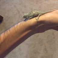 Jatsanford