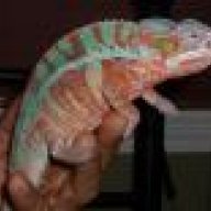 Happy Cham