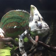 Chameleon:grumpZ