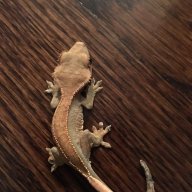 Let'sTalkLizard