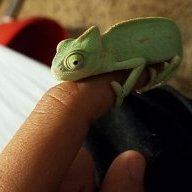 Collizmo