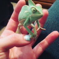 Lizrigsbee