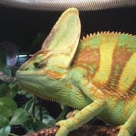 Henrythecham