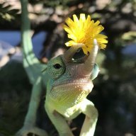 migzilla