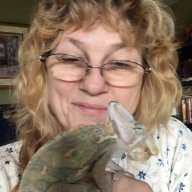 JoyJoy’s Chameleon