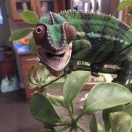 Loki_chameleon