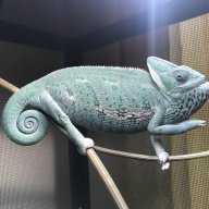 iGodzilla