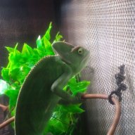 Lizalfos