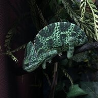 Franklin__the__Chameleon