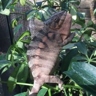 Herpcentric