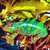 coastal_chameleon