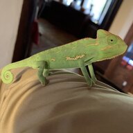 chameleonl0v3r