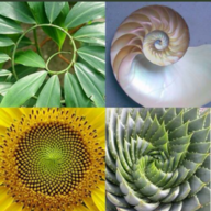 Green Cham Mum