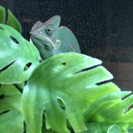 littlekiwi