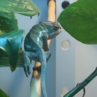 Elliechameleon