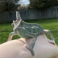 milothechameleon