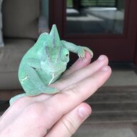 Camille the chameleon