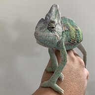 pascal1415