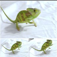 Pascal _the_Chameleon