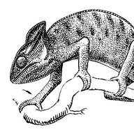 dot_the_chameleon