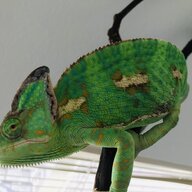 ClimbTheCanopy