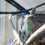 cheesechameleon