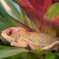 Kronos