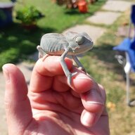 Tinydino