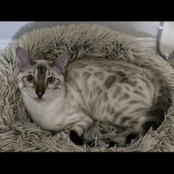 TigersBooze