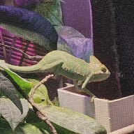 TheVeiledYoshi