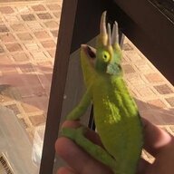 jahdino