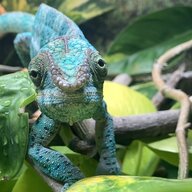 Bazelthechameleon