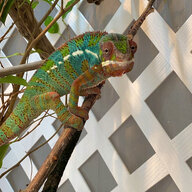 Ruethechameleon