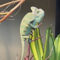 Frankie The Veiled Valant