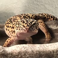 Vienyella