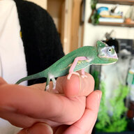 Bronxthechameleon