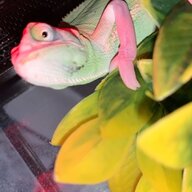 Kiwi the Chameleon2021