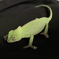 femalechameleonmilo