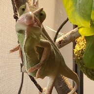 Yoda Chameleon