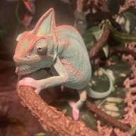 Kamille the chameleon