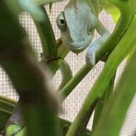 willowthechameleon