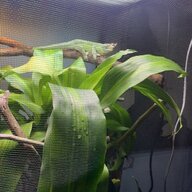 Teddy the Jackson’s