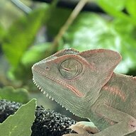 wandathechameleon