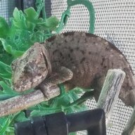 Flint guy panther cam