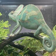 rangothechameleon07