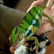 KeanuTheChameleon