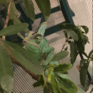 Echo the chameleon