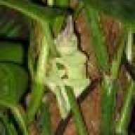 CoolioChameleon