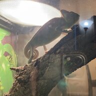 PablotheChameleon_k&k