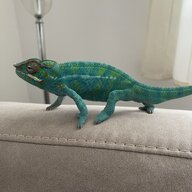 Chameleon-lover